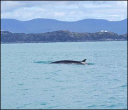Minke whale seen on boat trip